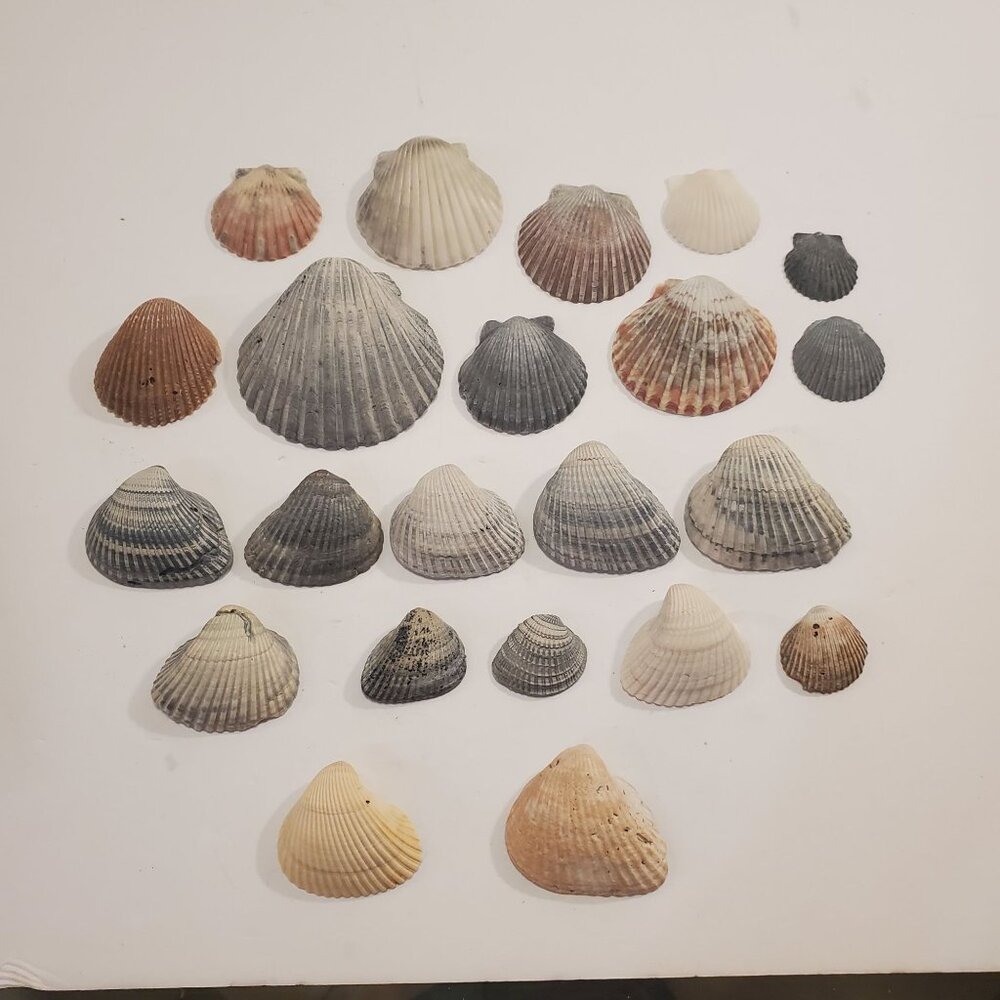 Natural Assorted  Florida Clam Sea Shell Beach Home Decor Set of 22